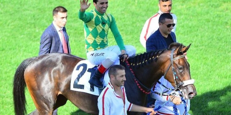 Ahmet Çelik: Yüreği erkeklerden daha büyük olan dişi safkanla kazandım