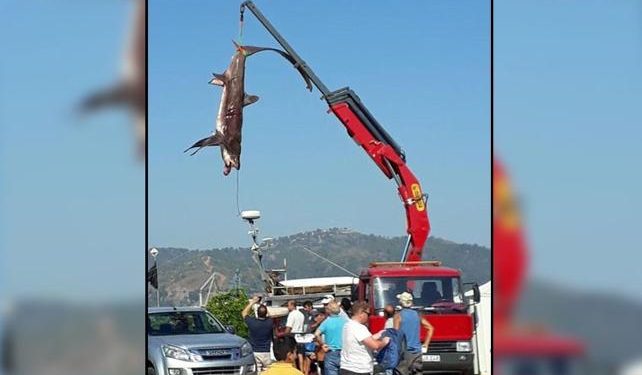 Fethiye’de 3 metre boyunda köpek balığı!
