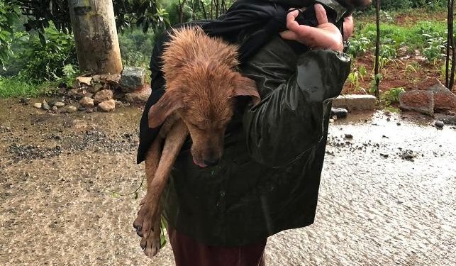Yaralı köpeği 300 metre sırtında taşıdı