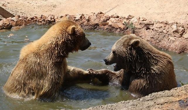 664 ayı saldırısını inceleyen uzmanlar, insanları hatalı buldu