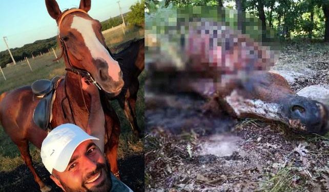 Çiftlikte kaybolan yarış atını kesip etlerini almışlar