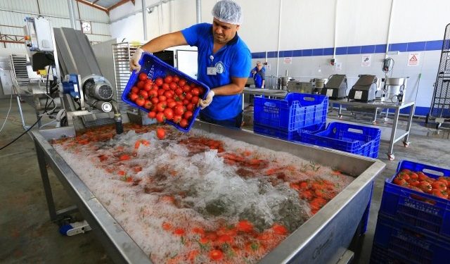 Muğla Büyükşehir Belediyesi, meyve – sebze kurutma tesisi açtı