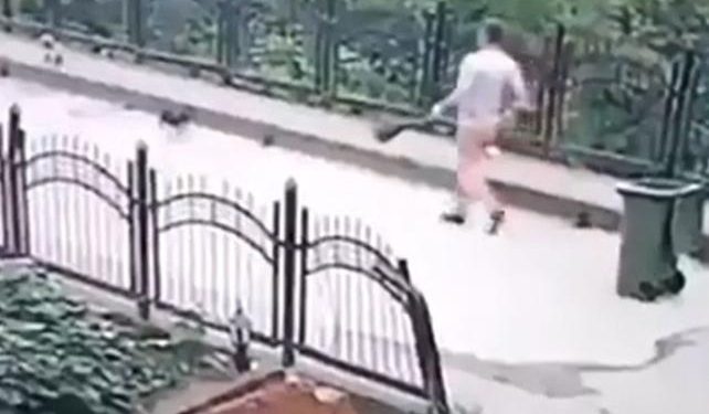 Yavru köpeği dereye atan temizlik işçisinin cezası belli oldu