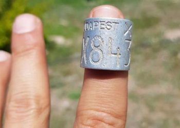34 yaşındaki leylek Eskişehir’deki elektrik telinde can verdi