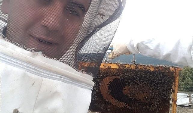 Bal arıları petek üzerinde ay yıldız şekli oluşturdu