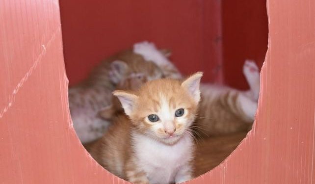 Sahipsiz kedileri besleyen kadına hapis cezası