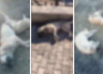 Elazığ’da köpekler zehirlendi: Soruşturma başlatıldı