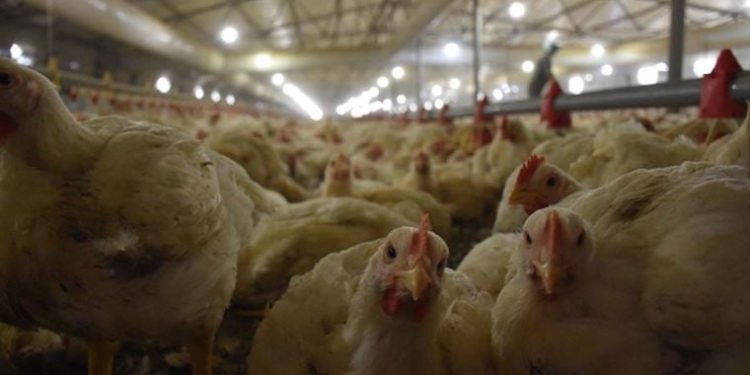 Japonya’da kuş gribi alarmı: İtlaf edilen tavuk sayısı 10 milyona yaklaştı