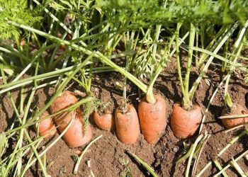 Mikroplastikler topraktan gıdalara nasıl sızıyor?
